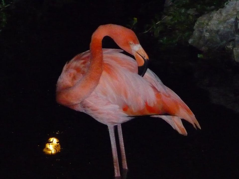 Flamingo Grand Palladium Select Bávaro Resort & Spa