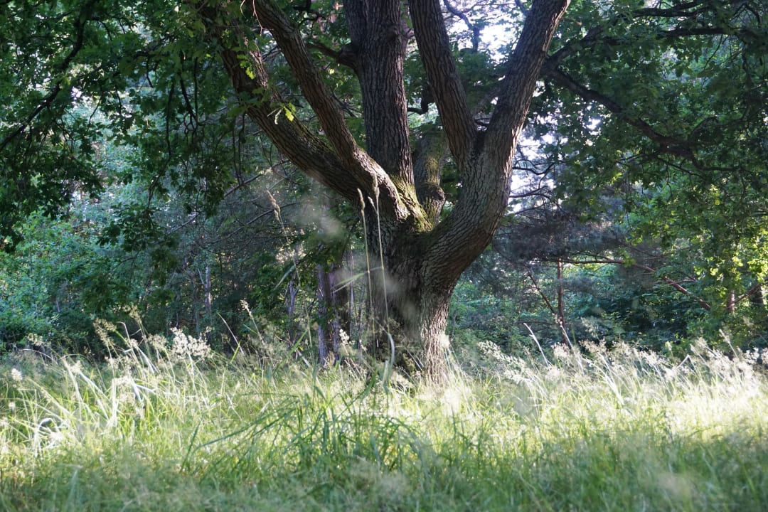 Gartenanlage Laguna Kompleks Wypoczynkowo Rekreacyjny