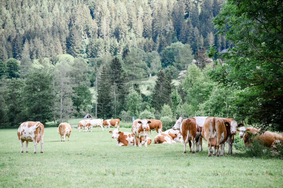 Sonstiges Ferienwohnungen Gullyhof