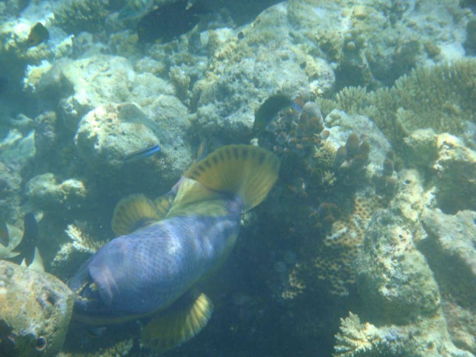 Fisch Vilamendhoo Island Resort & Spa