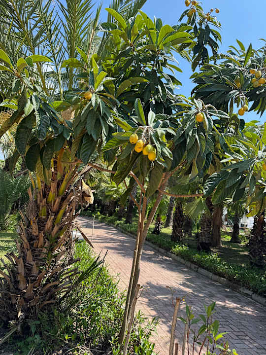 Gartenanlage Seaden Corolla Hotel