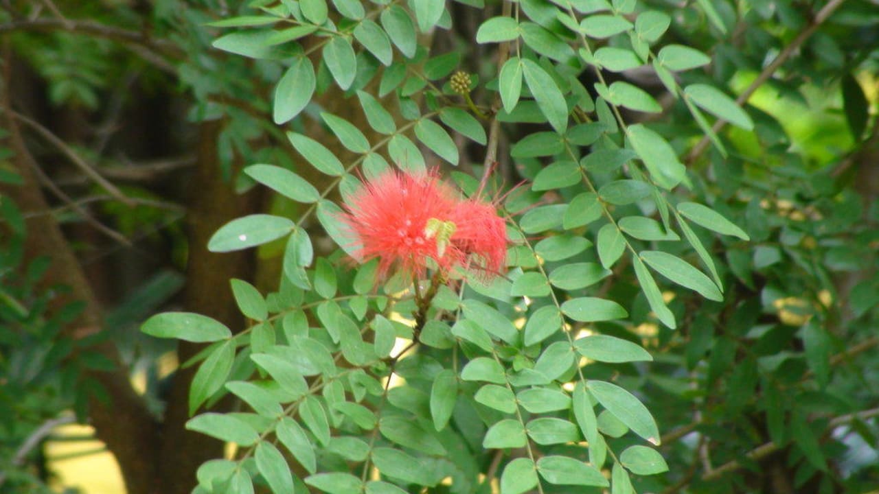 Flora & Fauna Constance Ephelia