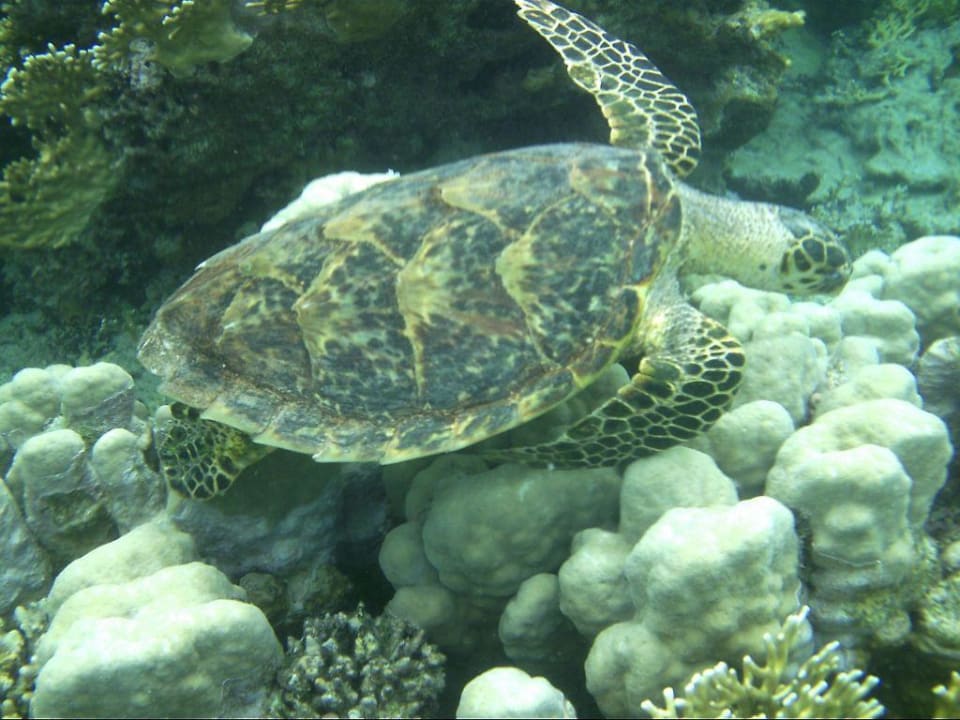 Schildkröte am Südriff Brayka Bay Resort