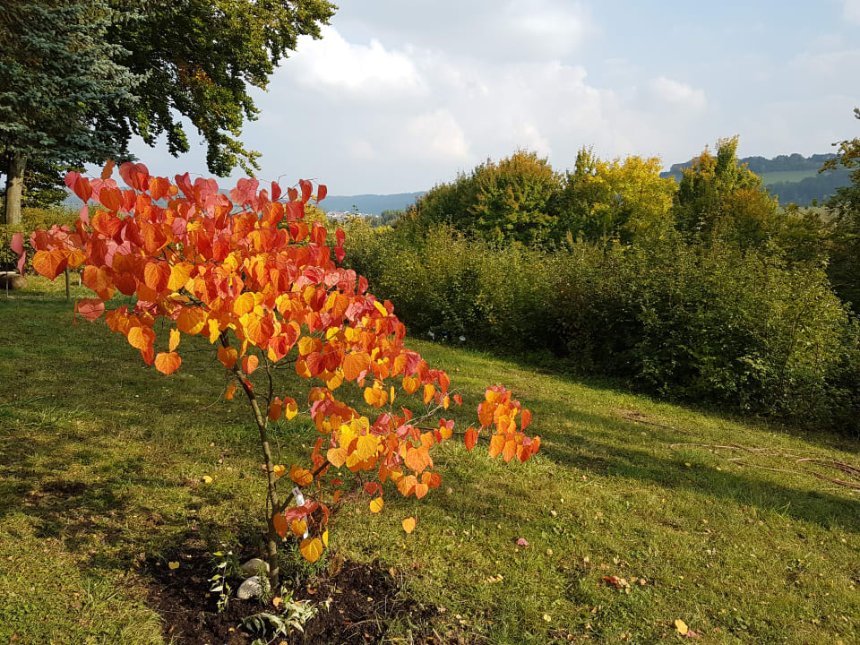 Gartenanlage Vitalhotel König am Park