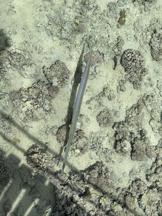 Strand Stella Garden Resort & Spa, Makadi Bay