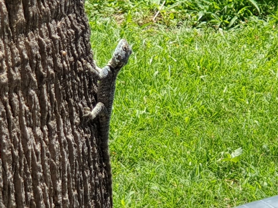 Sonstiges Club Turtas Beach Hotel