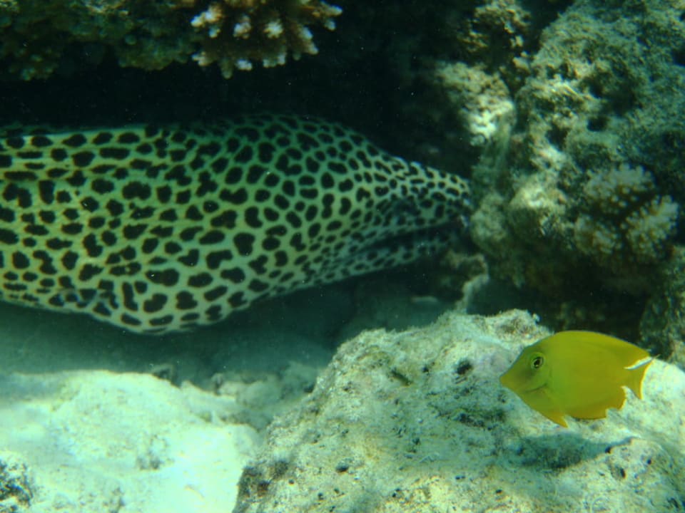 Honig-Moräne Fihalhohi Maldives