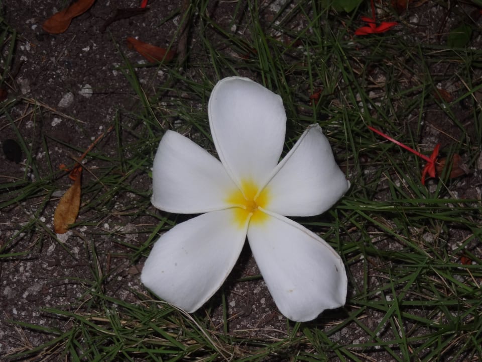 Temelblüte Kuramathi Maldives