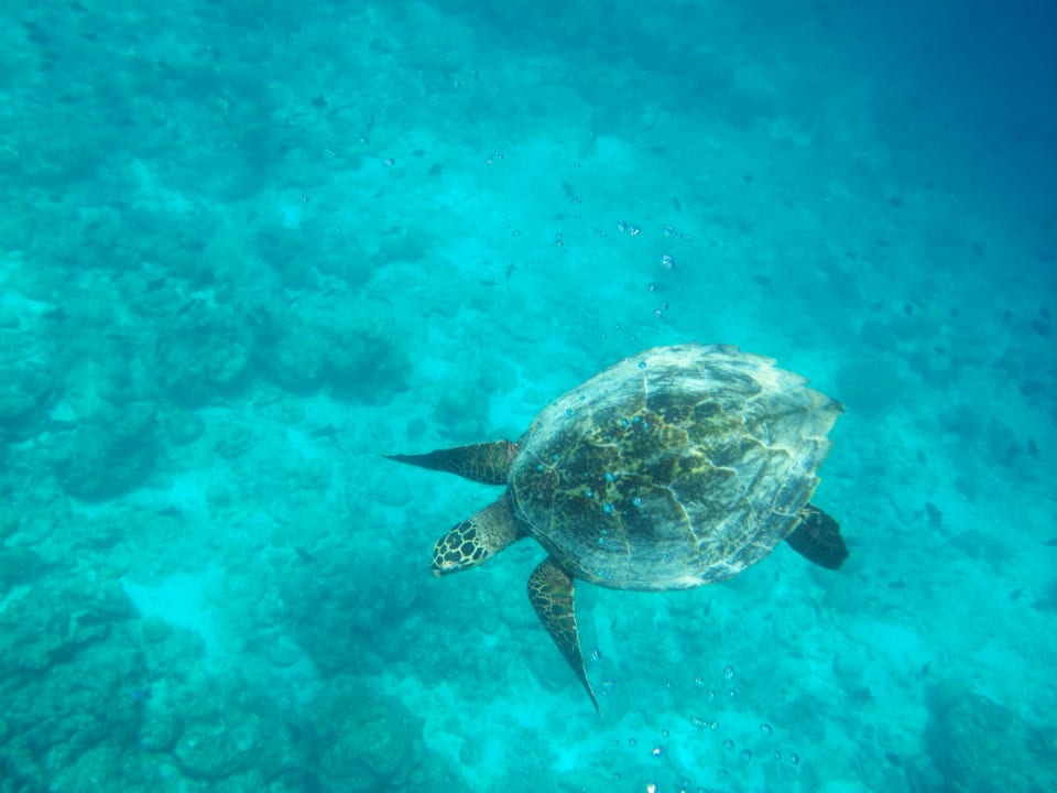 Sport & Freizeit Palm Beach Resort & Spa Maldives