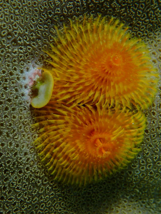 Sport & Freizeit Filitheyo Island Resort