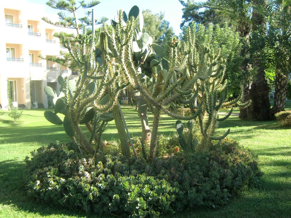 Stachelig und schön Labranda Alantur Resort