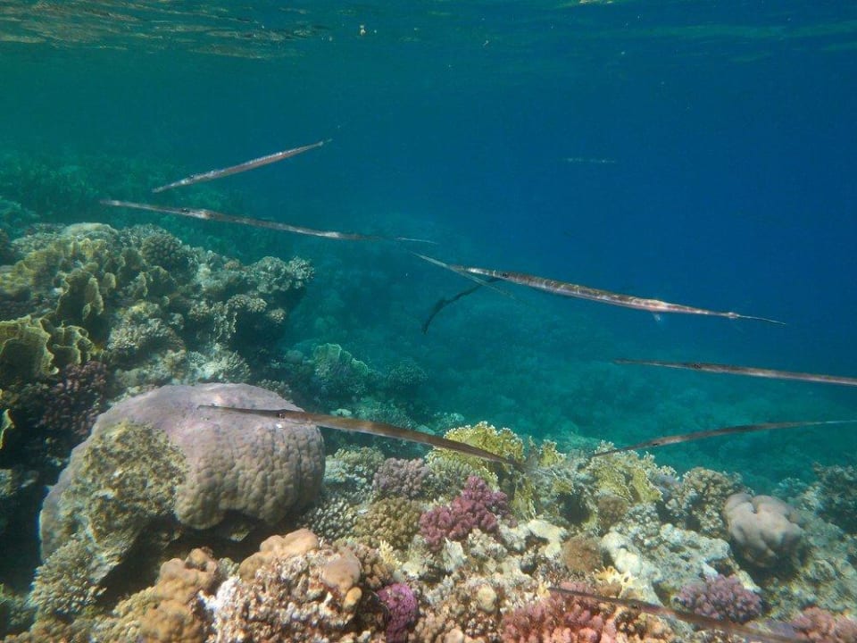 Schnorcheln am Hausriff Malikia Resort Abu Dabbab