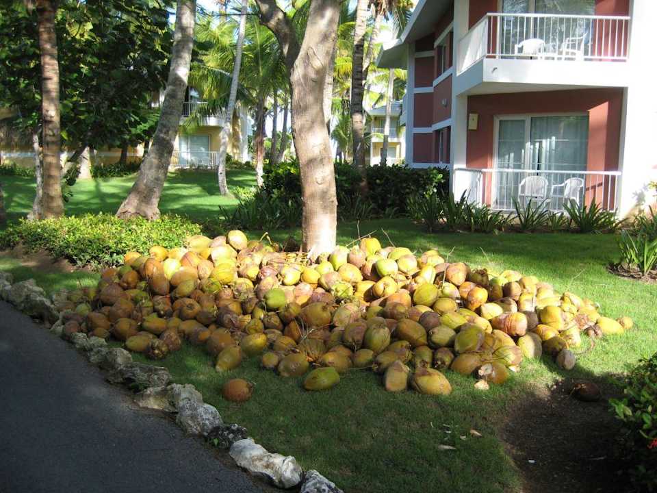 Kokosnuss gefällig? Grand Palladium Select Bávaro Resort & Spa