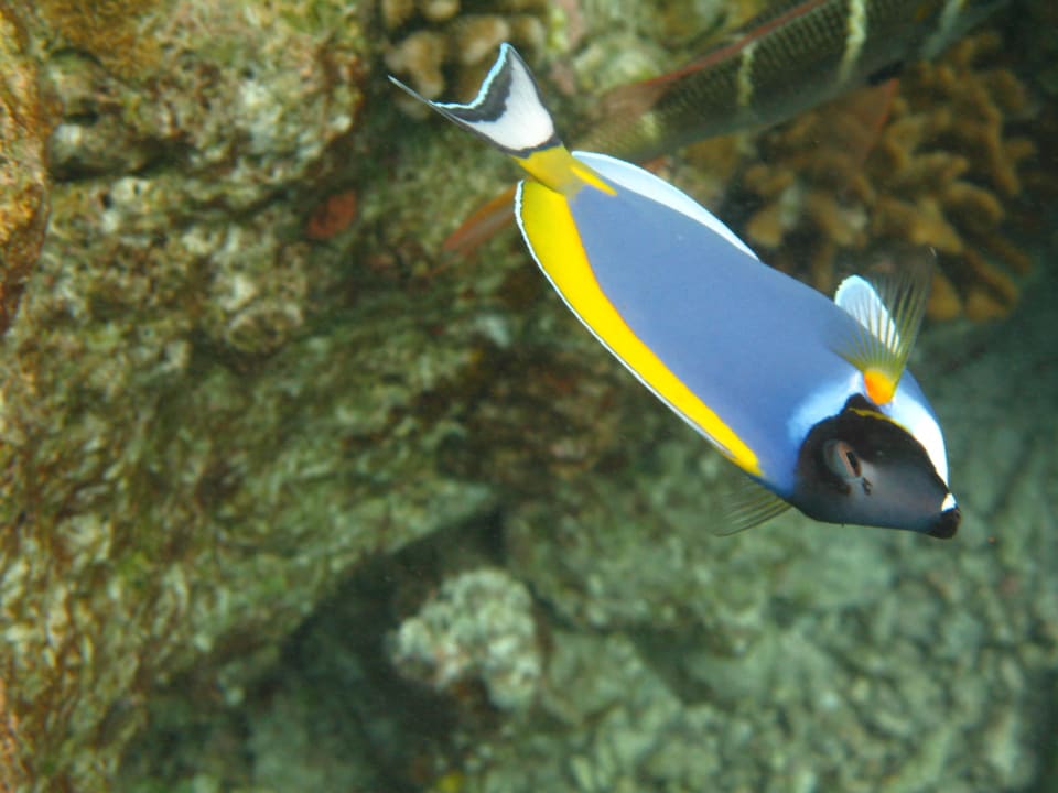 Beim Schnorcheln Vilamendhoo Island Resort & Spa