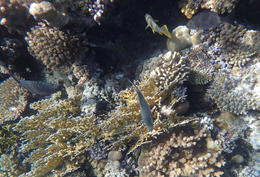 Sport & Freizeit Serenity Alpha Beach