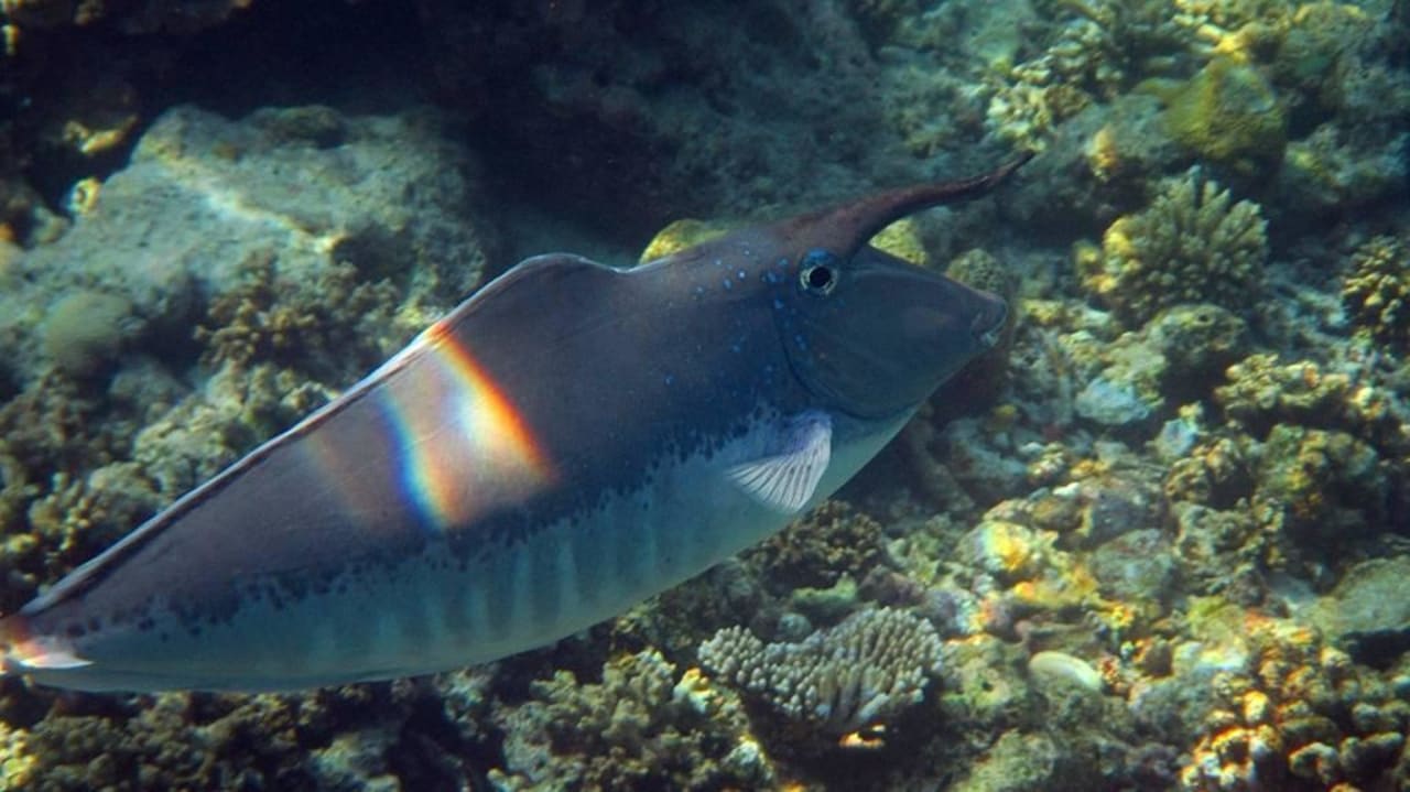 Tolle Unterwasserwelt Eri Maldives