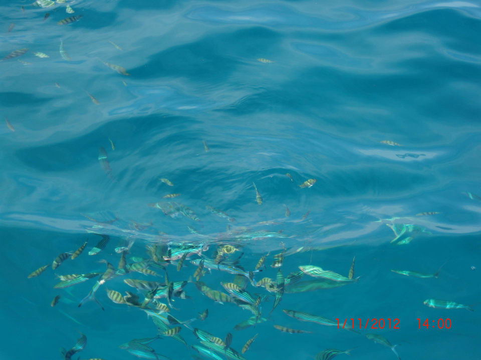 Fische im kristallklaren Wasser SUNRISE Holidays Resort (Adults Only)