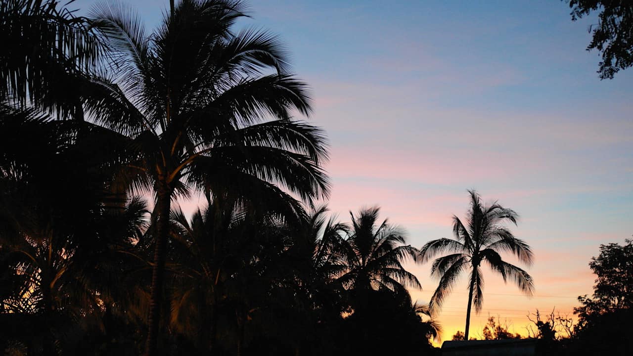 Sunset through coconut trees Bush Village Budget Cabins