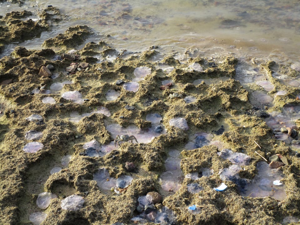 Strand Steigenberger Coraya Beach - Adults only