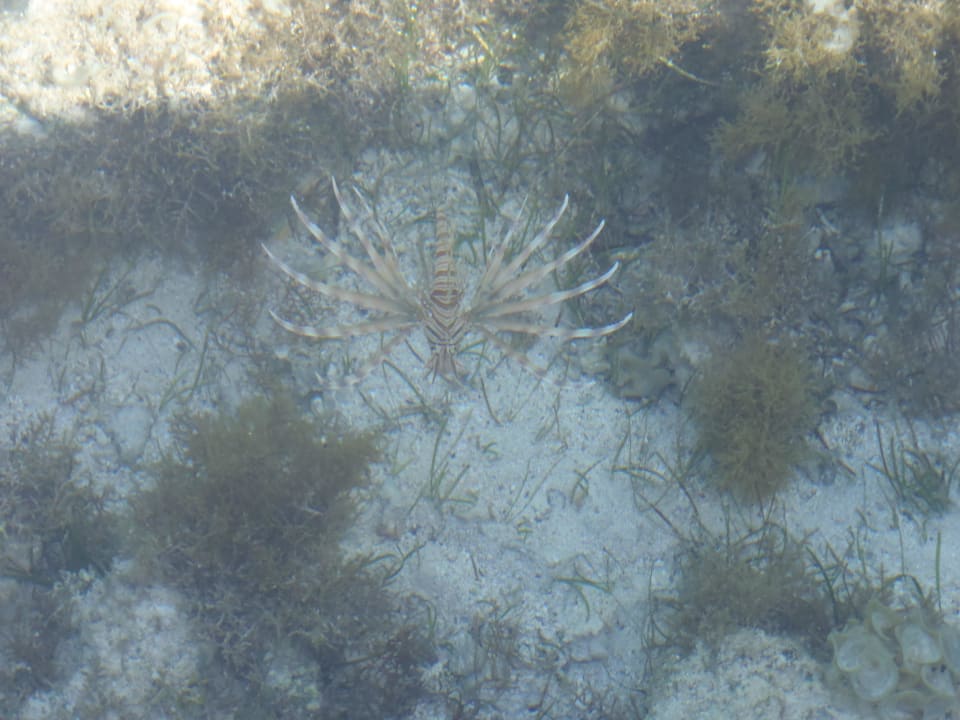 Feuerfisch Three Corners Sea Beach Resort