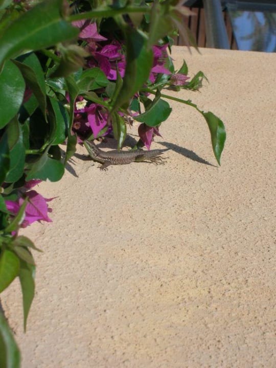 Haustiere Asteria Family Belek