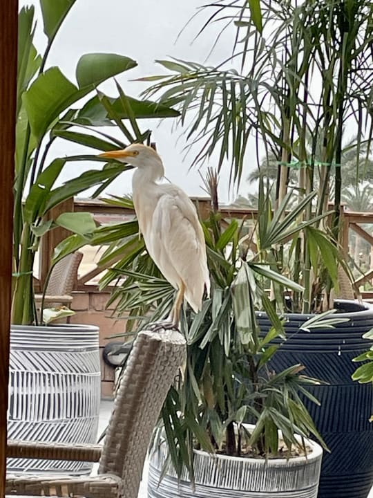 Gastro Novotel Marsa Alam Beach Resort