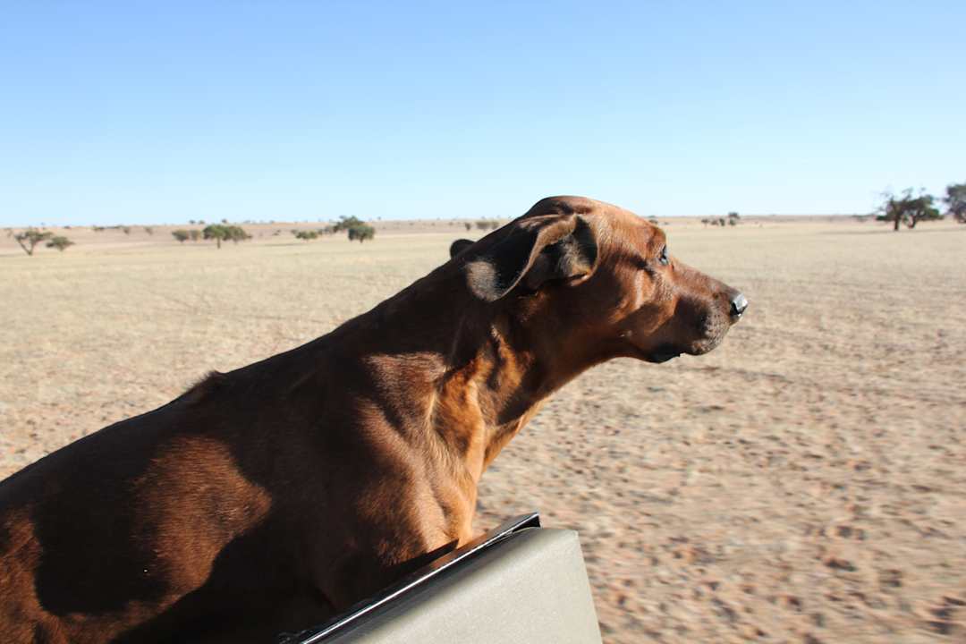 Sonstiges Tsondab Valley Scenic Reserve
