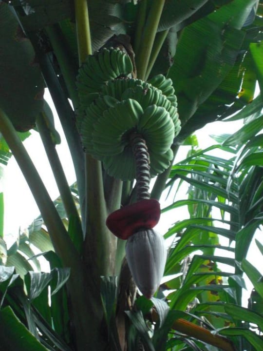 Pflanzen - The Springs Resort & Spa Hotel The Springs Resort & Spa