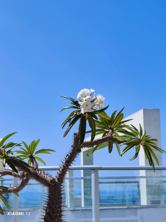 Gartenanlage LABRANDA Marieta - Adults only