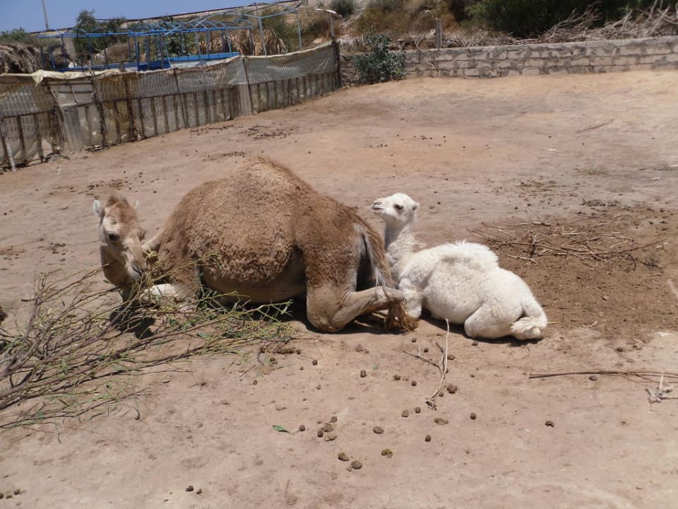 Kamelreiten Nour Palace Resort & Thalasso