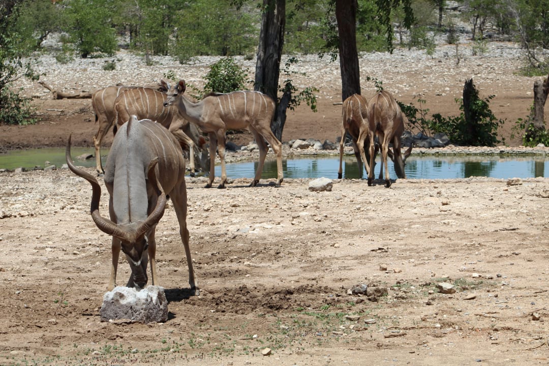 Sport & Freizeit Ongava Tented Camp