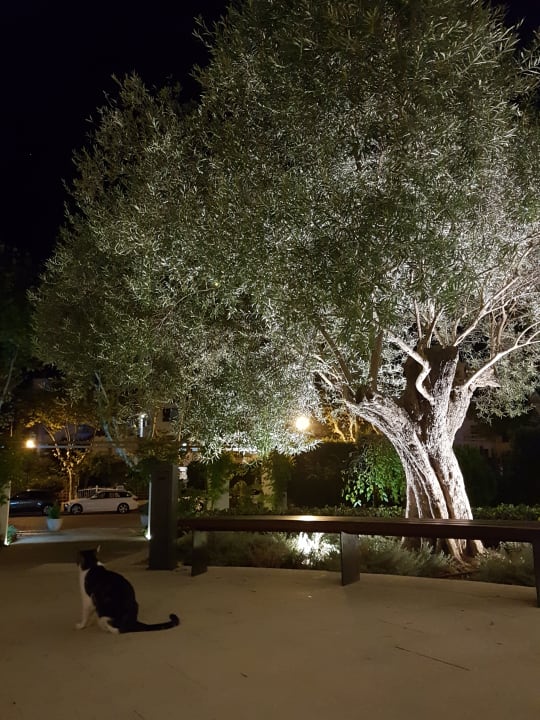 Außenansicht Zafiro Mallorca