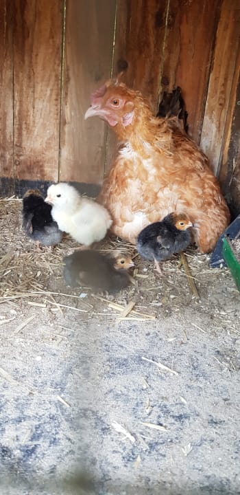 Sonstiges Nordseeferienhof Katthusen