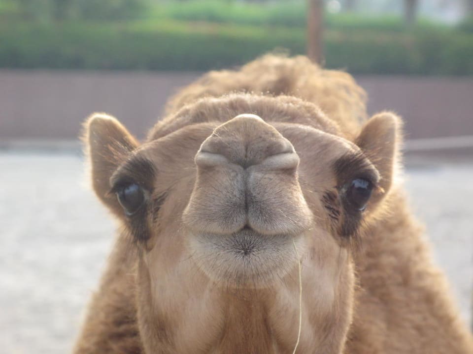 Andere Sichtweise Emirates Palace Mandarin Oriental