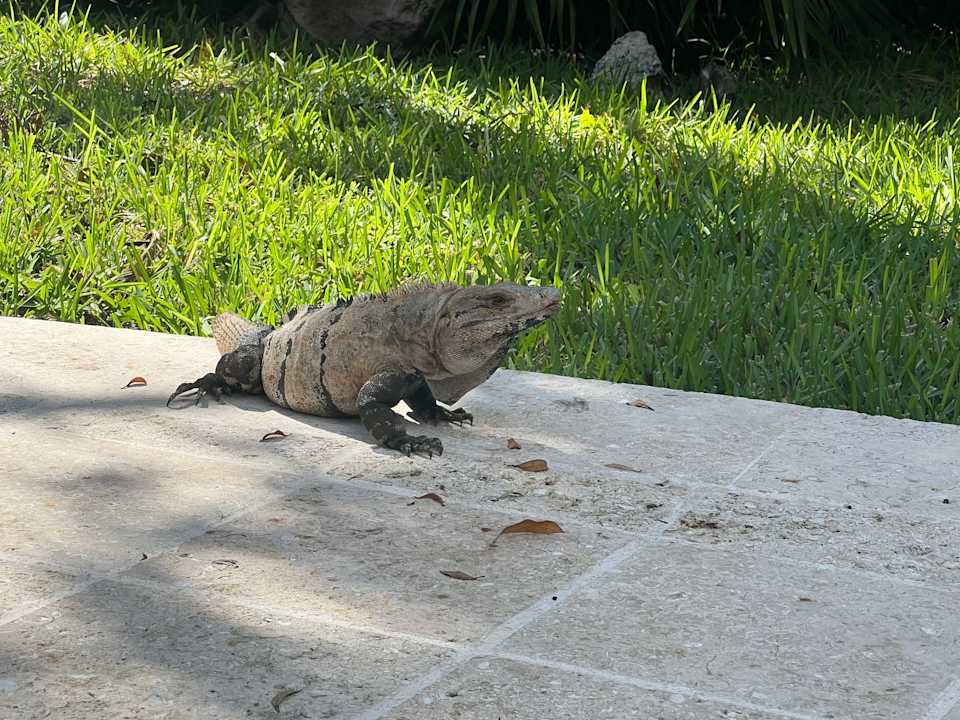 Gartenanlage Iberostar Selection Paraiso Maya Suites