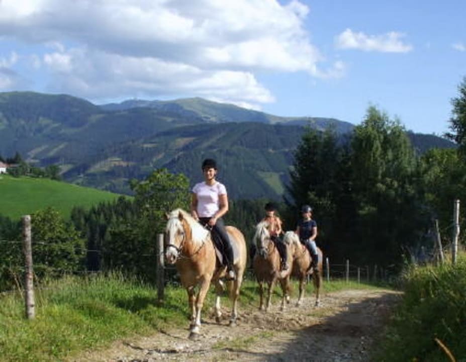 Ausreiten mit den 5 Haflingerstuten Bauernhof Pension Juri