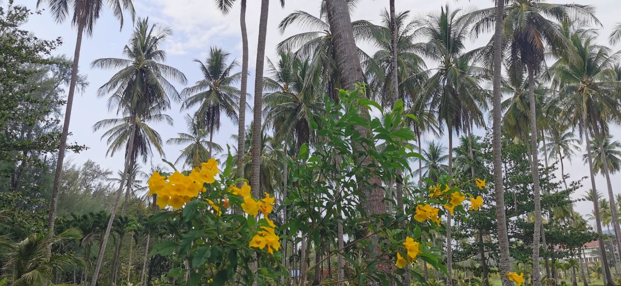 Gartenanlage Bangsak Village