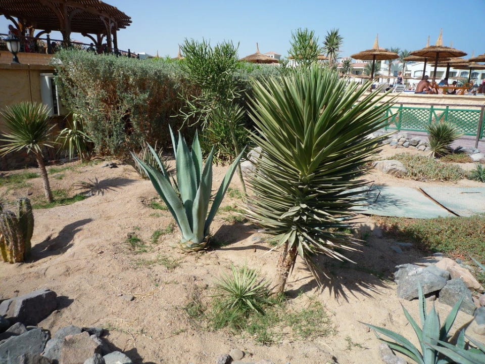 Gartenanlage Pickalbatros Dana Beach Resort - Hurghada