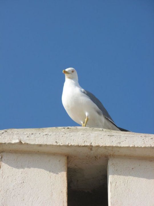 Dachterrasse Hotel Dar Ness