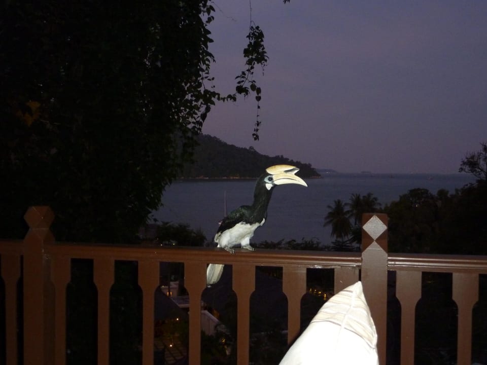 Besuch auf der Terrasse Hotel Pangkor Laut Resort/Estates