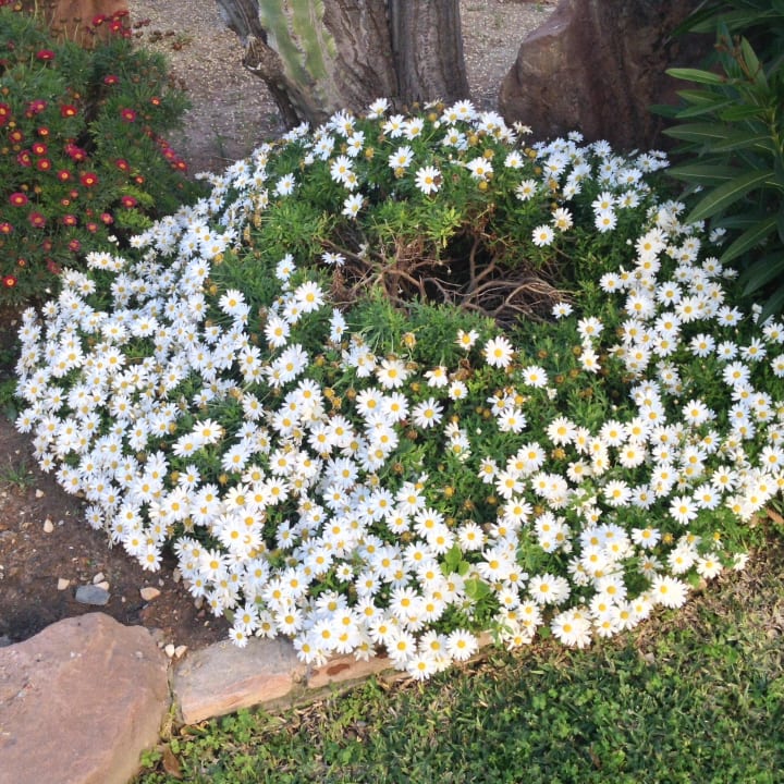 ...Blumen.... Hotel Riu Monica - Adults only