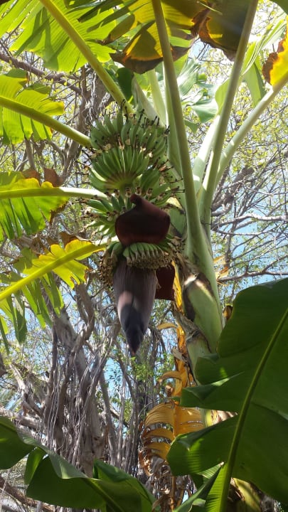 Banana Tree Dreams Curacao Resort, Spa & Casino