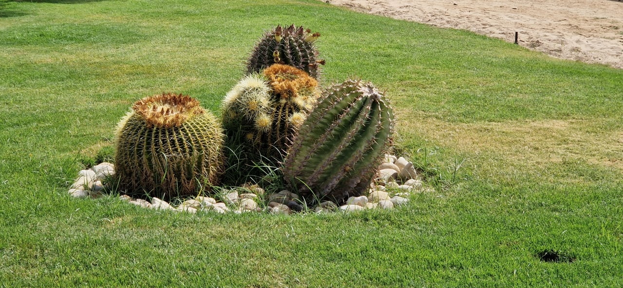 Gartenanlage Shams Prestige Abu Soma-Adults Only