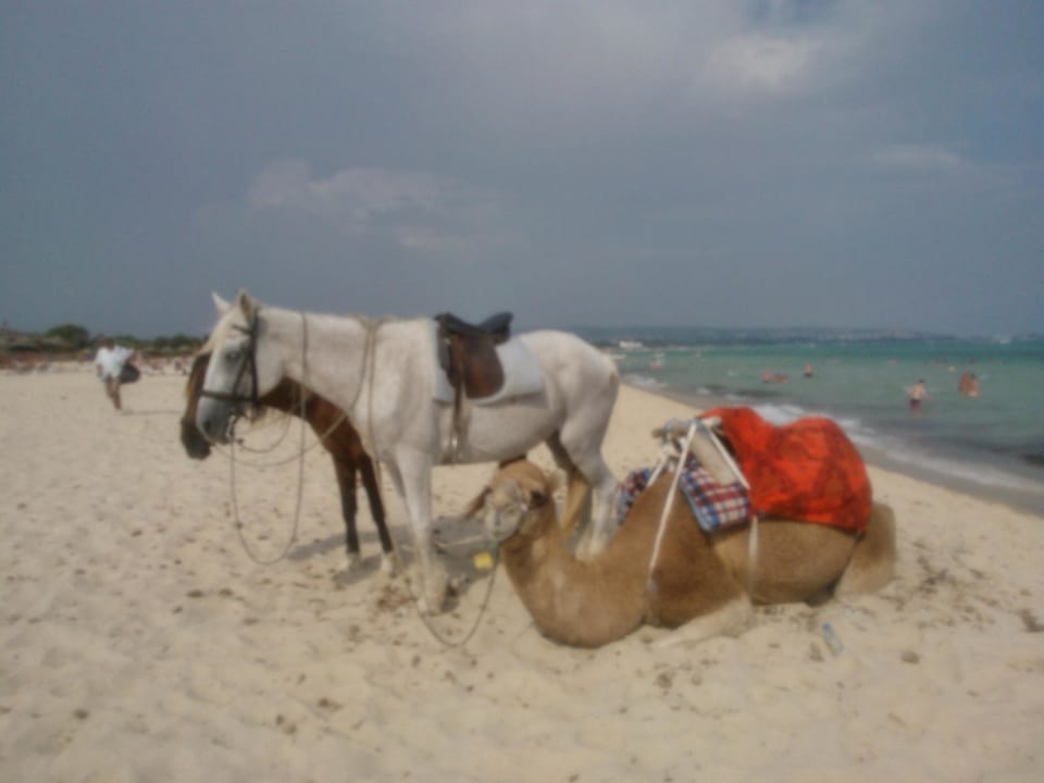 Kameel abdul. Hotel Paradis Palace