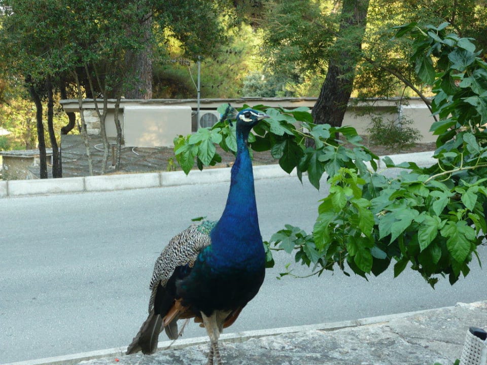 Kamarád Hotel Makryammos Bungalows