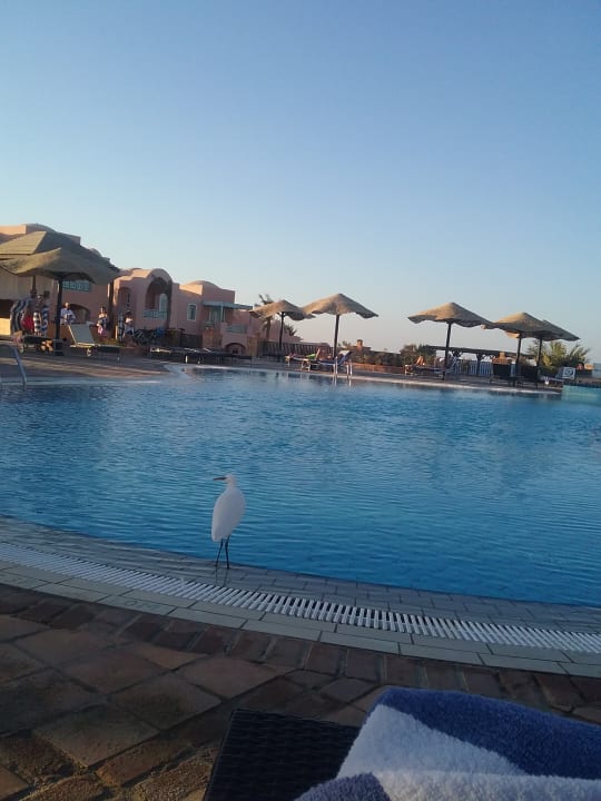Pool Radisson Blu Resort, El Quseir