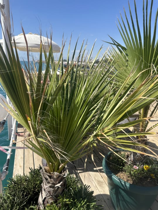 Strand Hotel Delphin Imperial