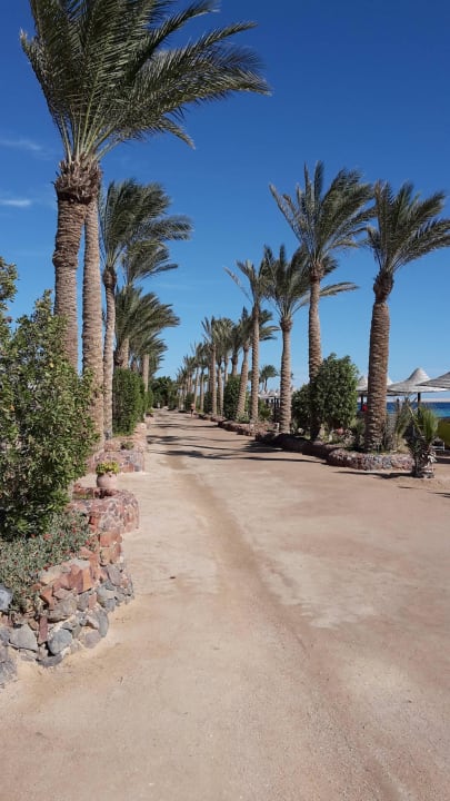 Palm trees at the marina beach restaurant  Arabia Azur Resort