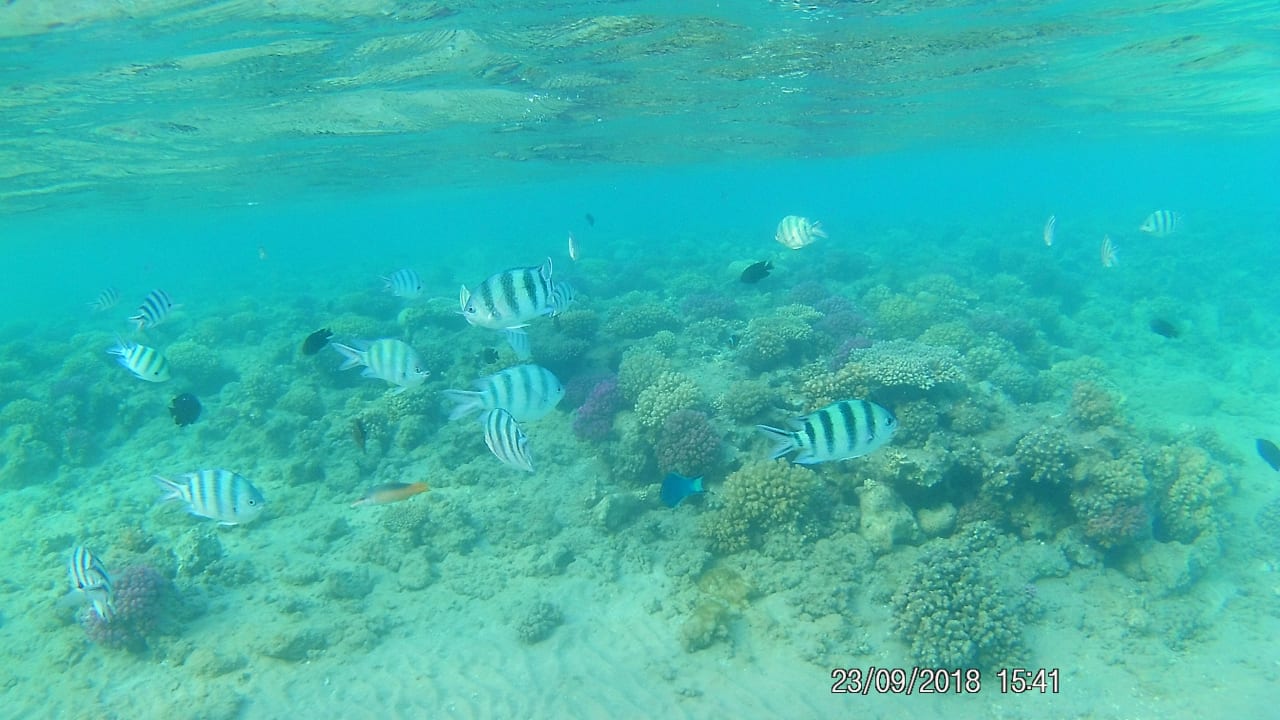 Sport & Freizeit Menaville Safaga