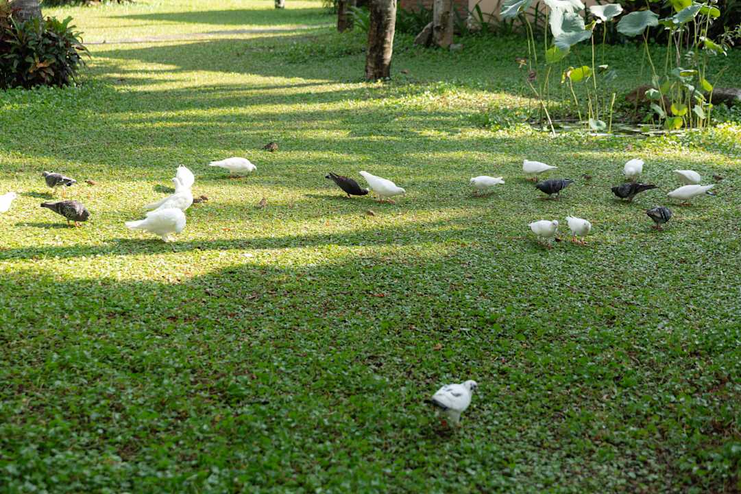 Gartenanlage Seahorse Resort & Spa